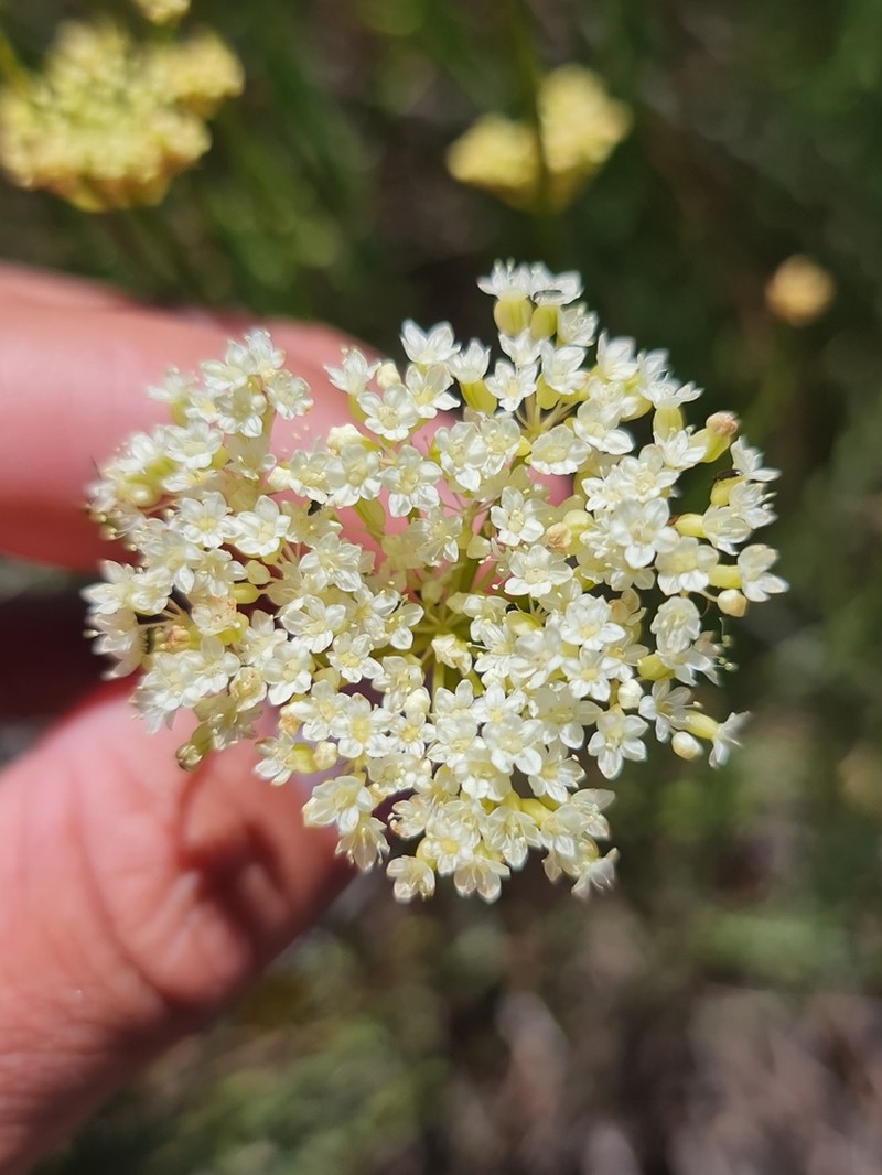 Platysace juncea photo 5