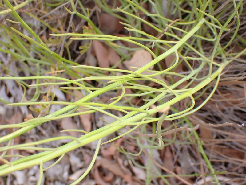 Platysace juncea photo 6