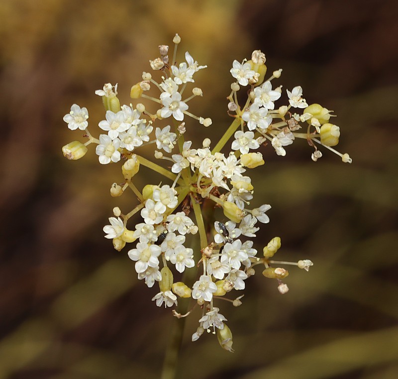 Platysace juncea photo 7