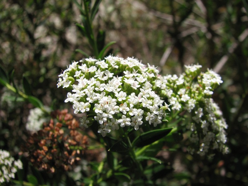 Platysace lanceolata
