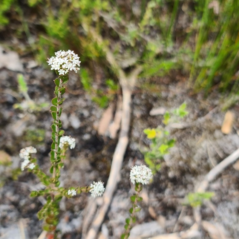 Platysace lanceolata photo 2