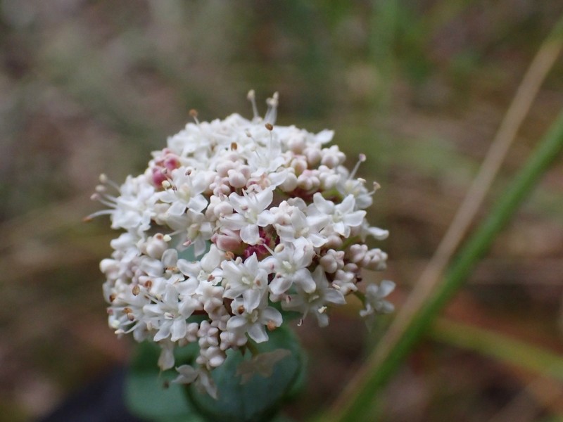 Platysace lanceolata photo 3