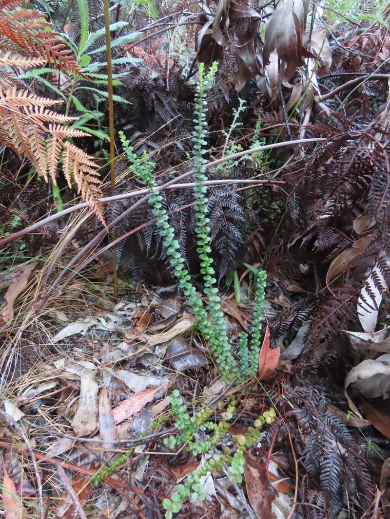 Platysace lanceolata photo 4