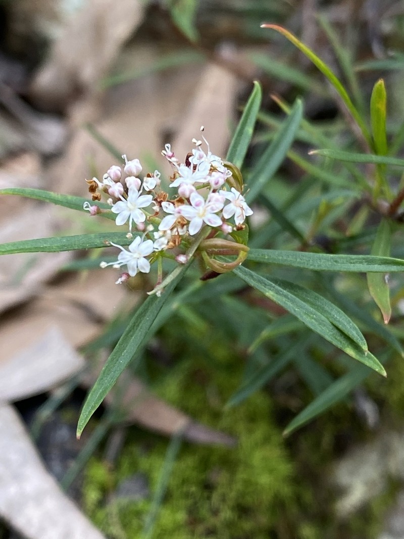 Platysace lanceolata photo 5