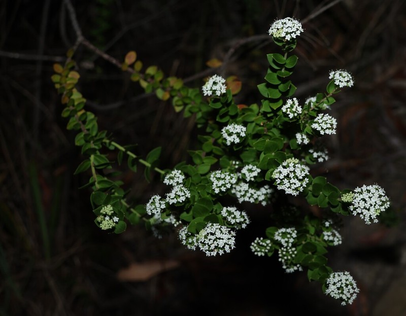 Platysace lanceolata photo 6