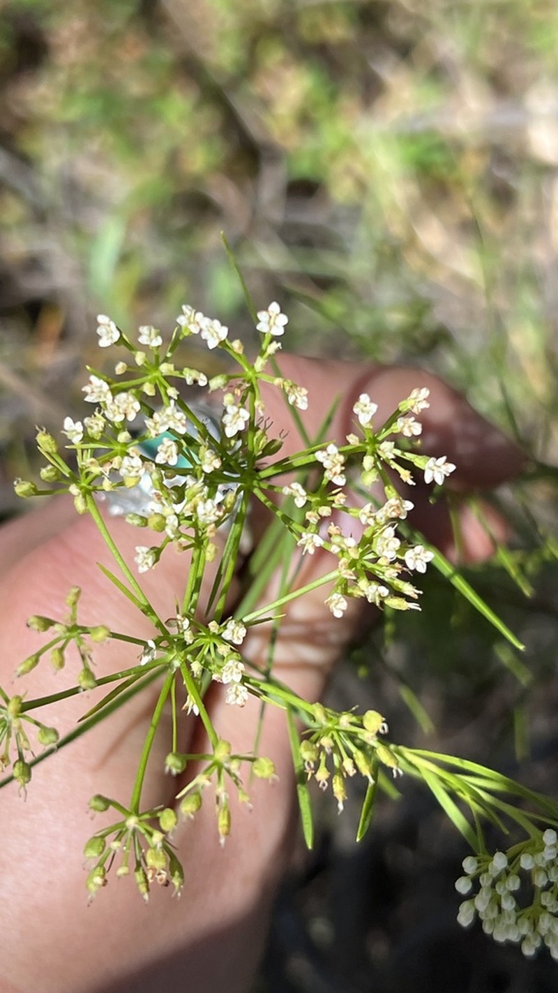 Platysace lanceolata photo 7