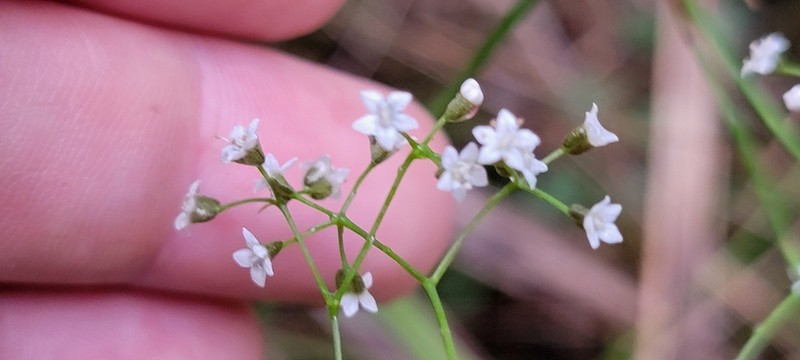 Platysace linearifolia