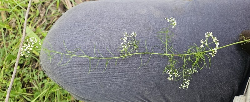 Platysace linearifolia photo 2