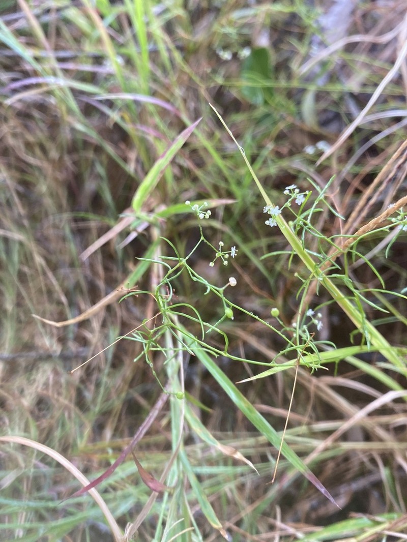 Platysace linearifolia photo 3
