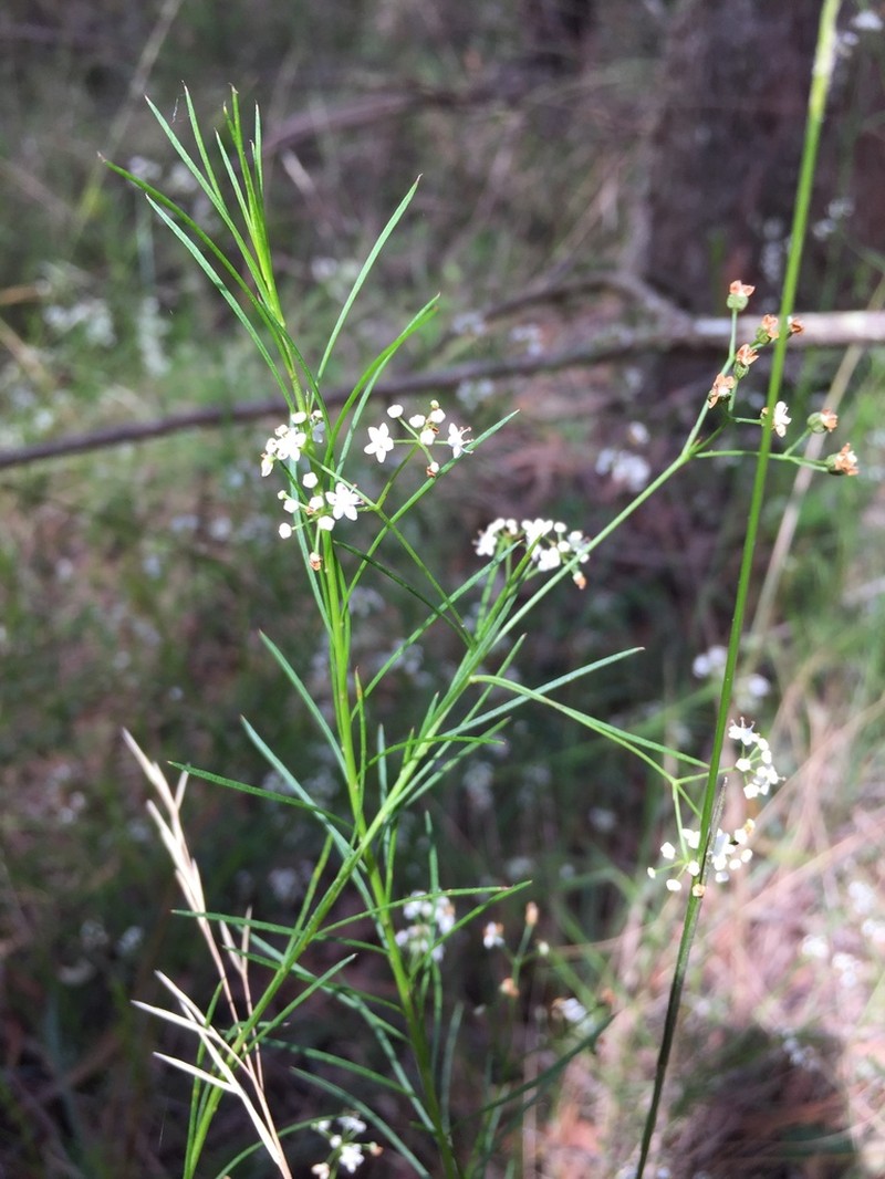 Platysace linearifolia photo 4