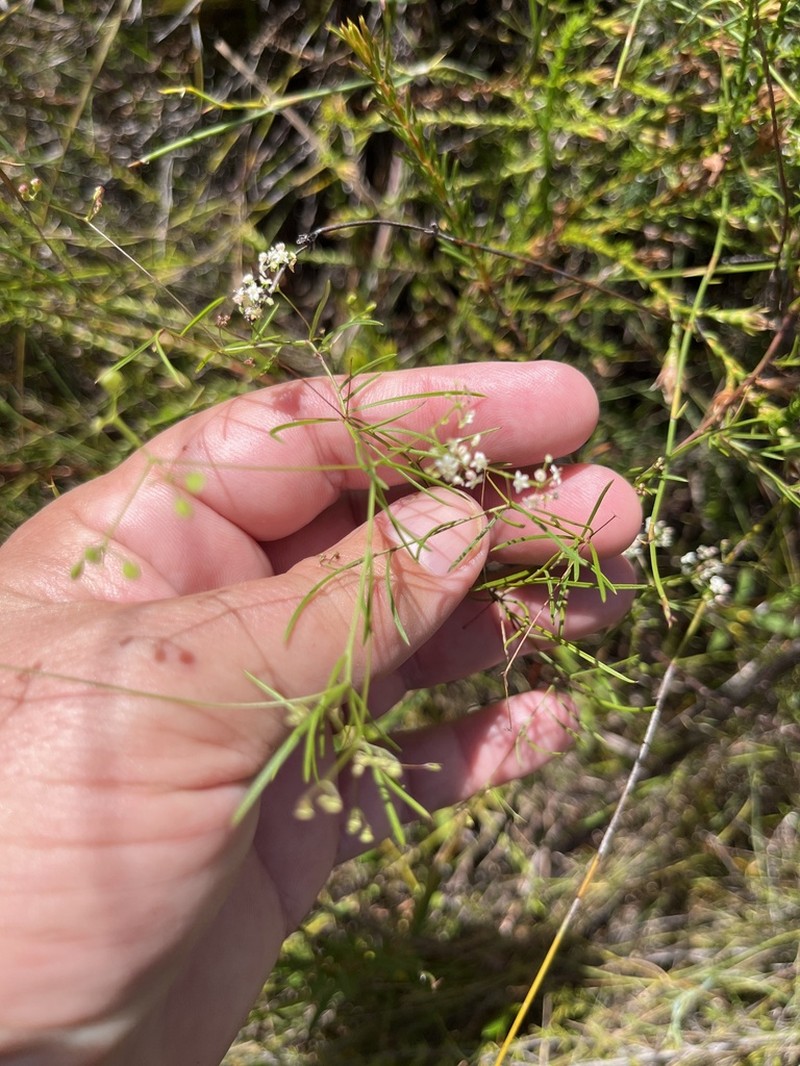 Platysace linearifolia photo 5