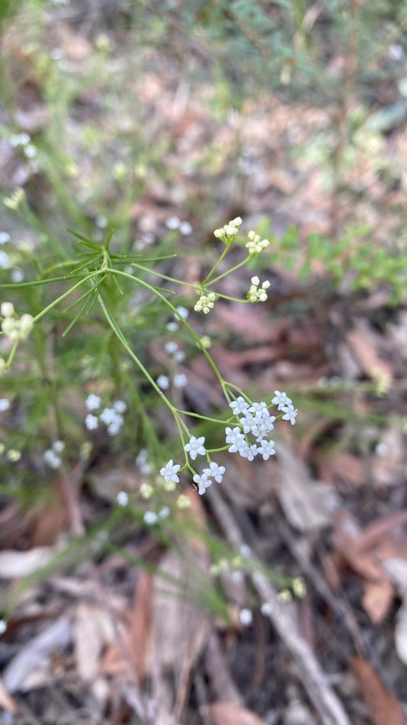 Platysace linearifolia photo 6