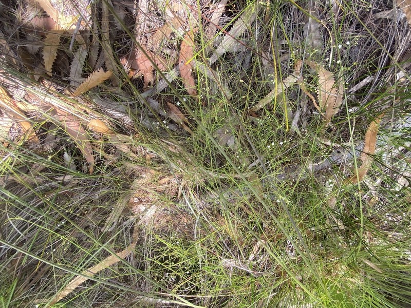 Platysace linearifolia photo 7