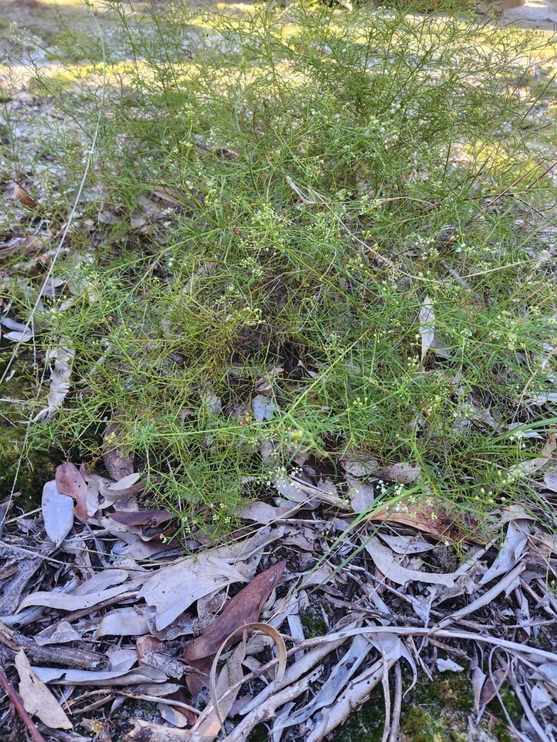 Platysace linearifolia photo 8