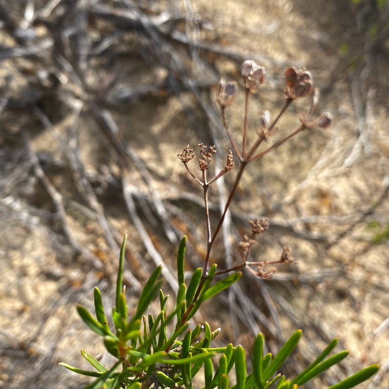 Platysace maxwellii photo 2