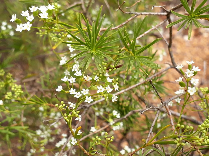 Platysace maxwellii photo 3