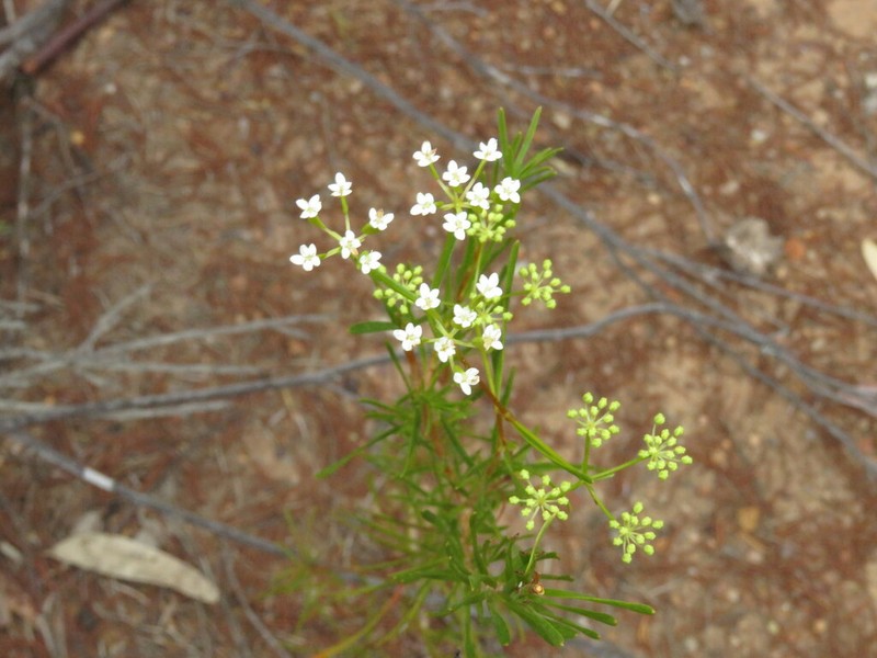 Platysace maxwellii photo 4