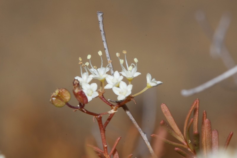 Platysace maxwellii photo 5