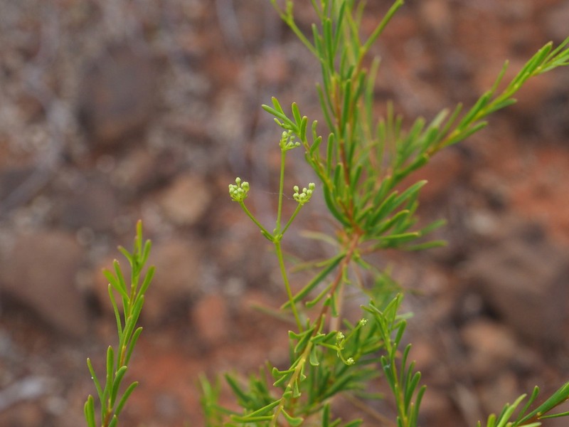Platysace maxwellii photo 6