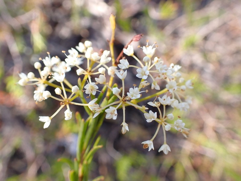Platysace maxwellii photo 7