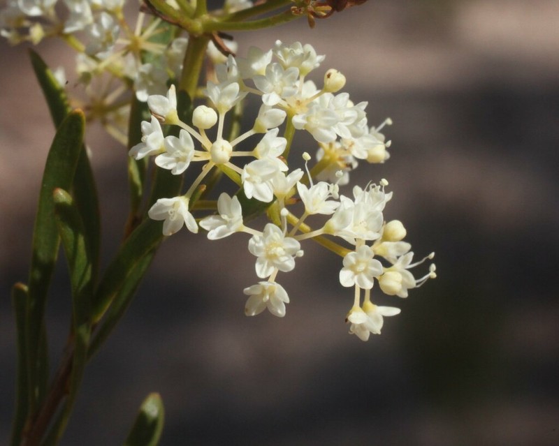 Platysace maxwellii photo 8