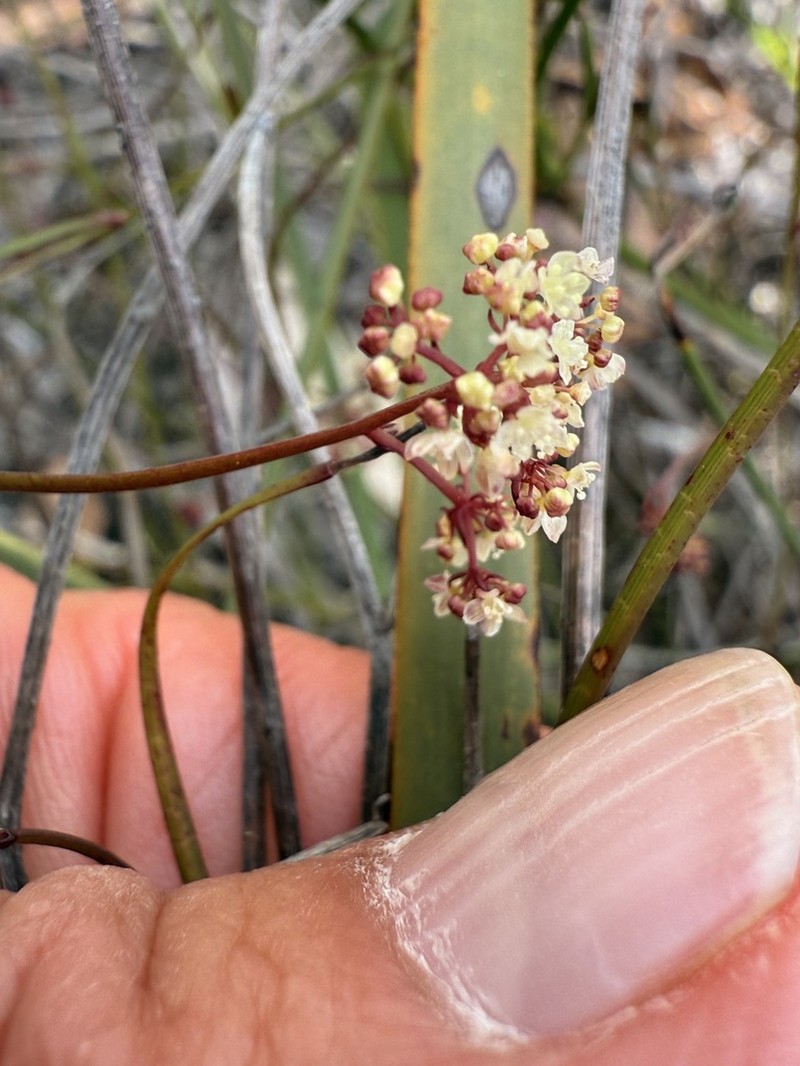 Platysace pendula