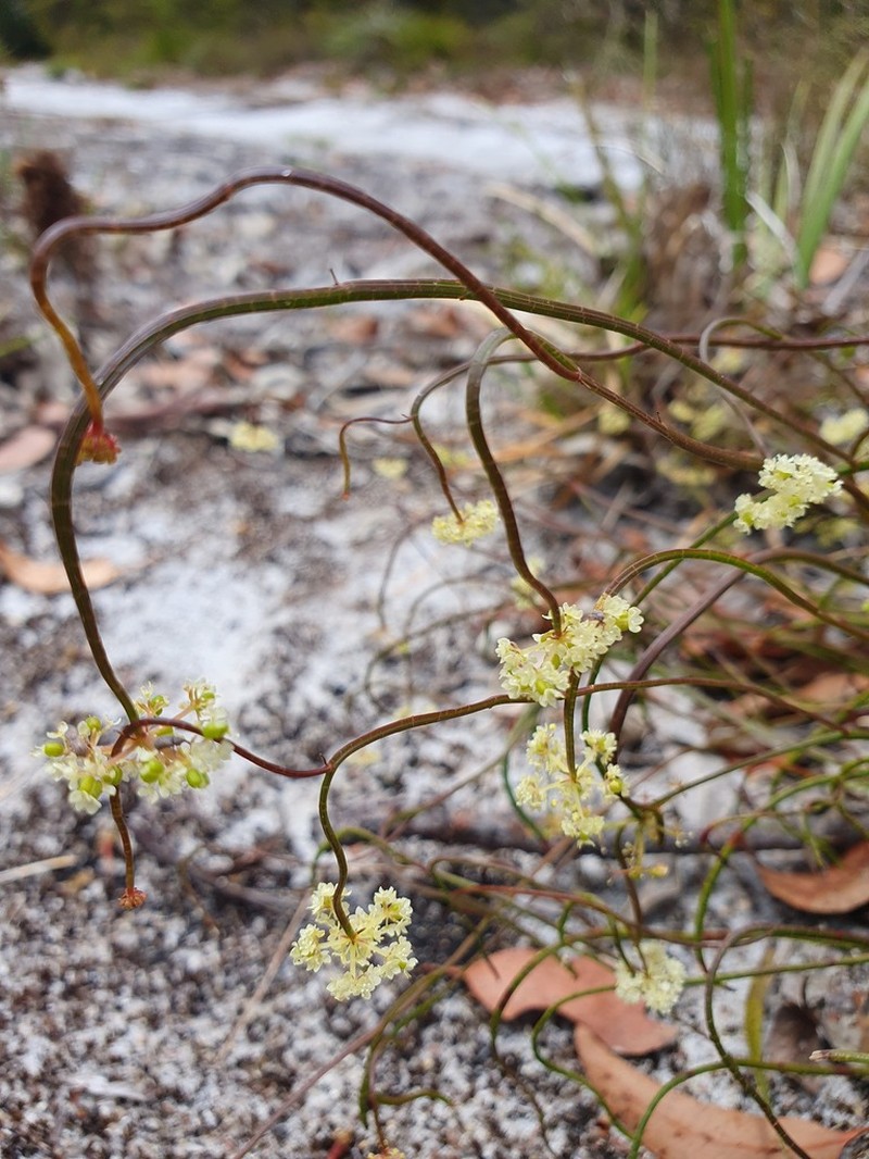 Platysace pendula photo 2