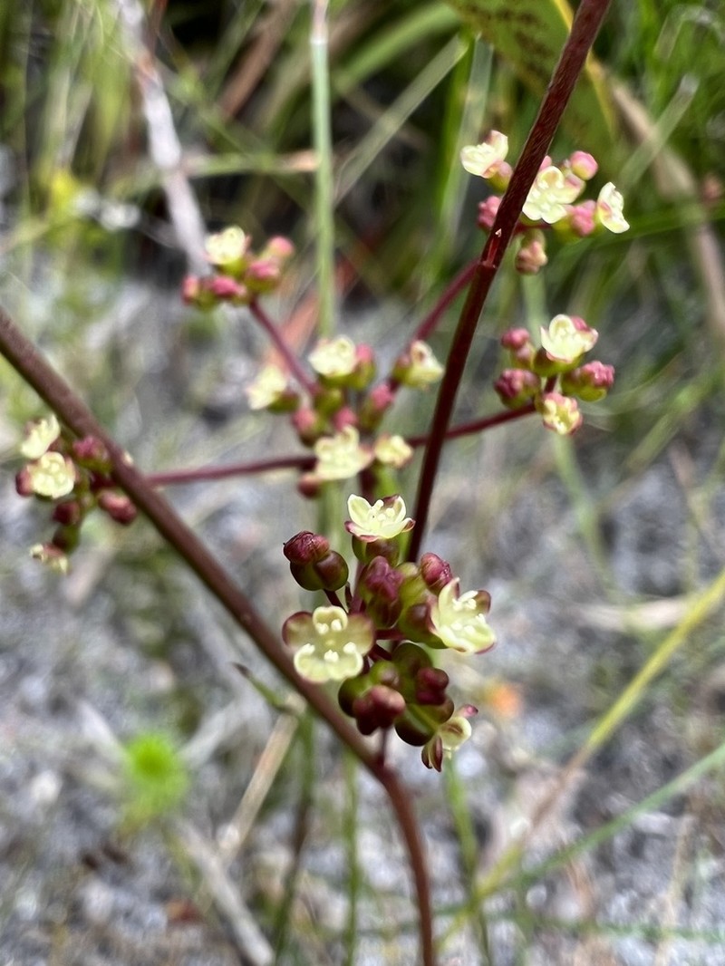 Platysace pendula photo 3