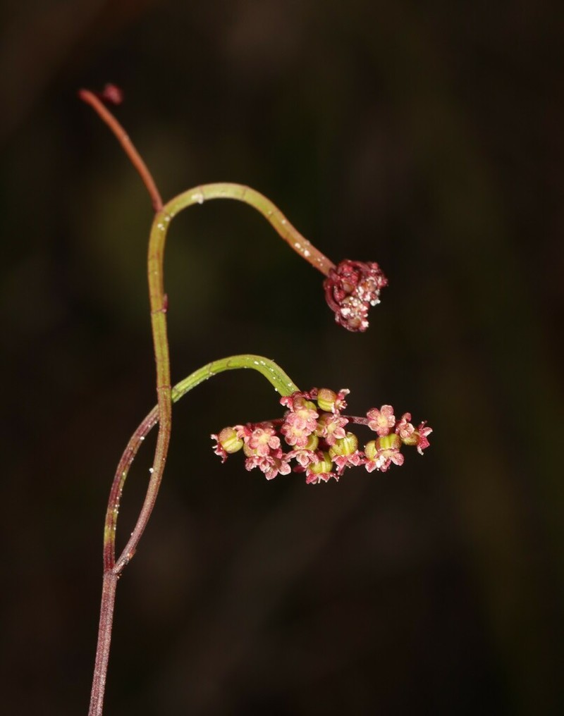 Platysace pendula photo 4