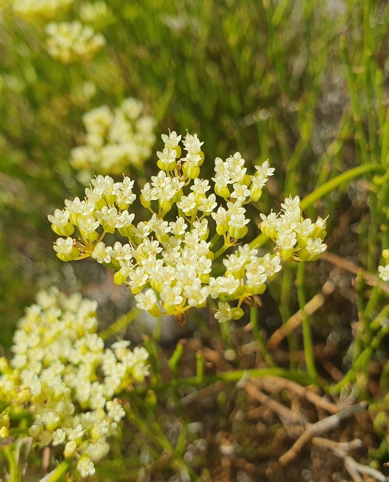 Platysace ramosissima
