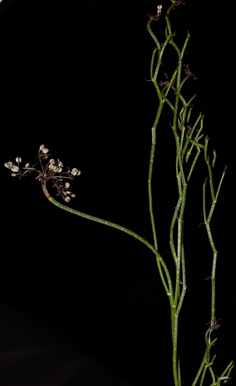 Platysace ramosissima photo 2