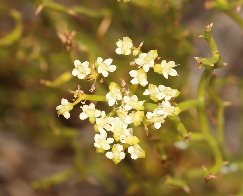 Platysace ramosissima photo 3