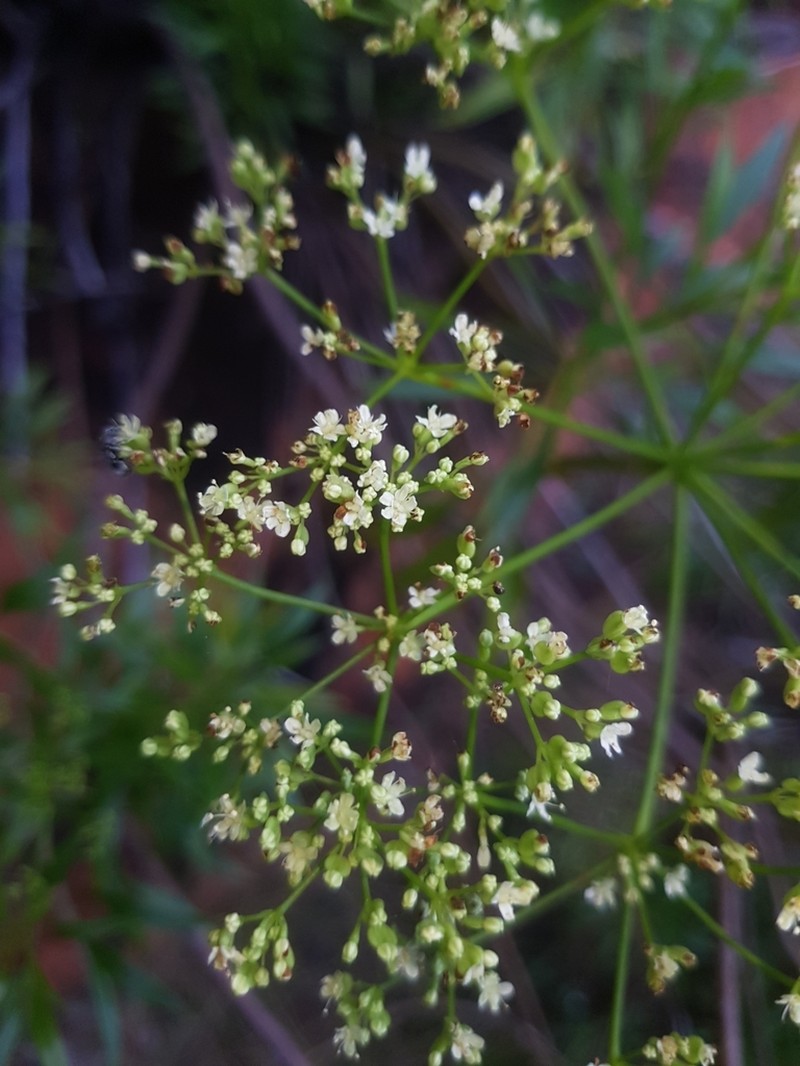 Platysace saxatilis