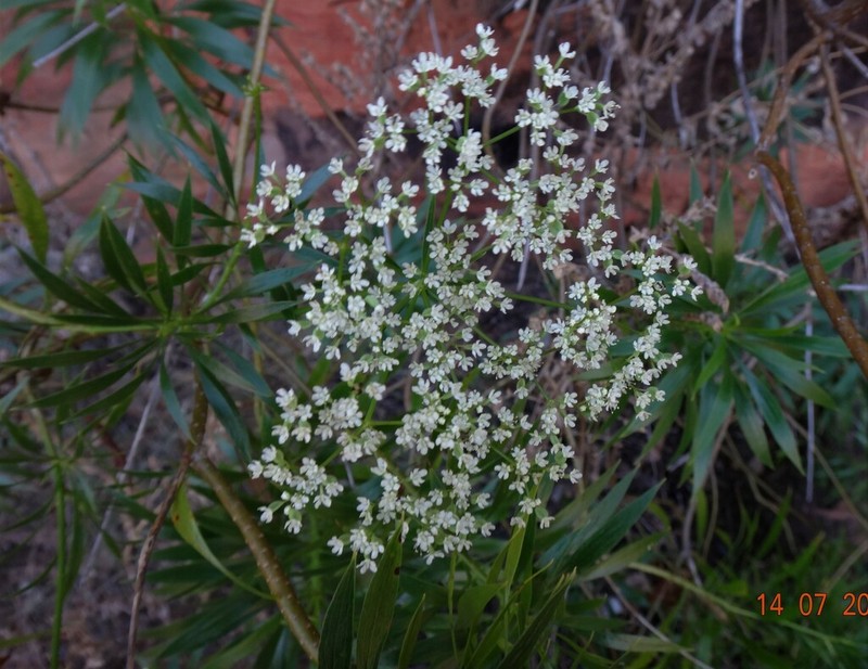 Platysace saxatilis photo 2