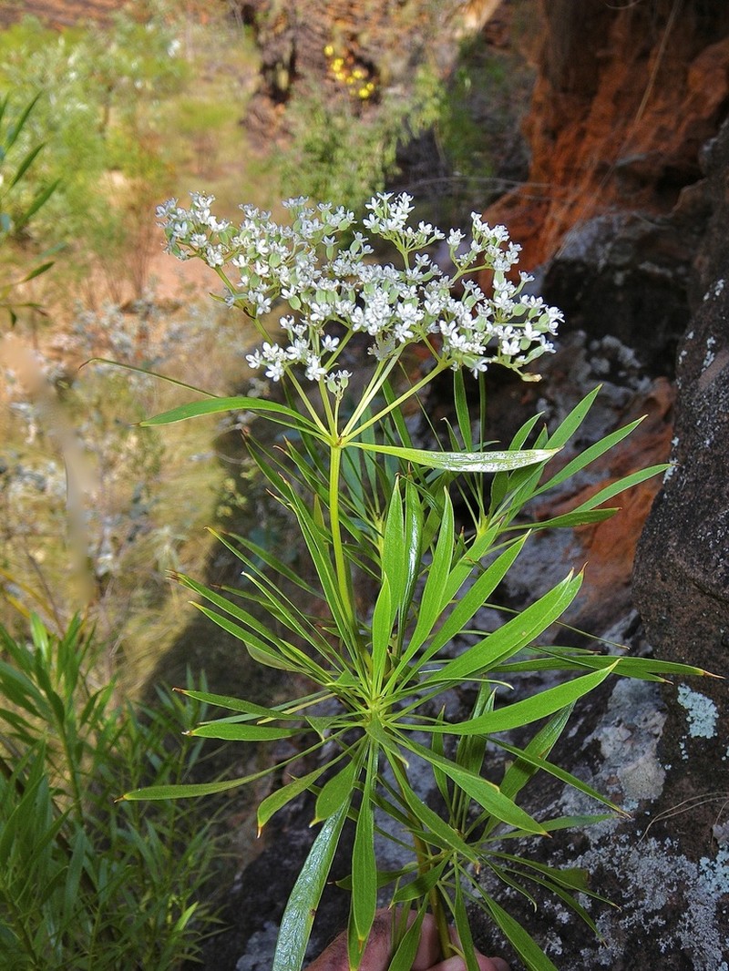 Platysace saxatilis photo 3