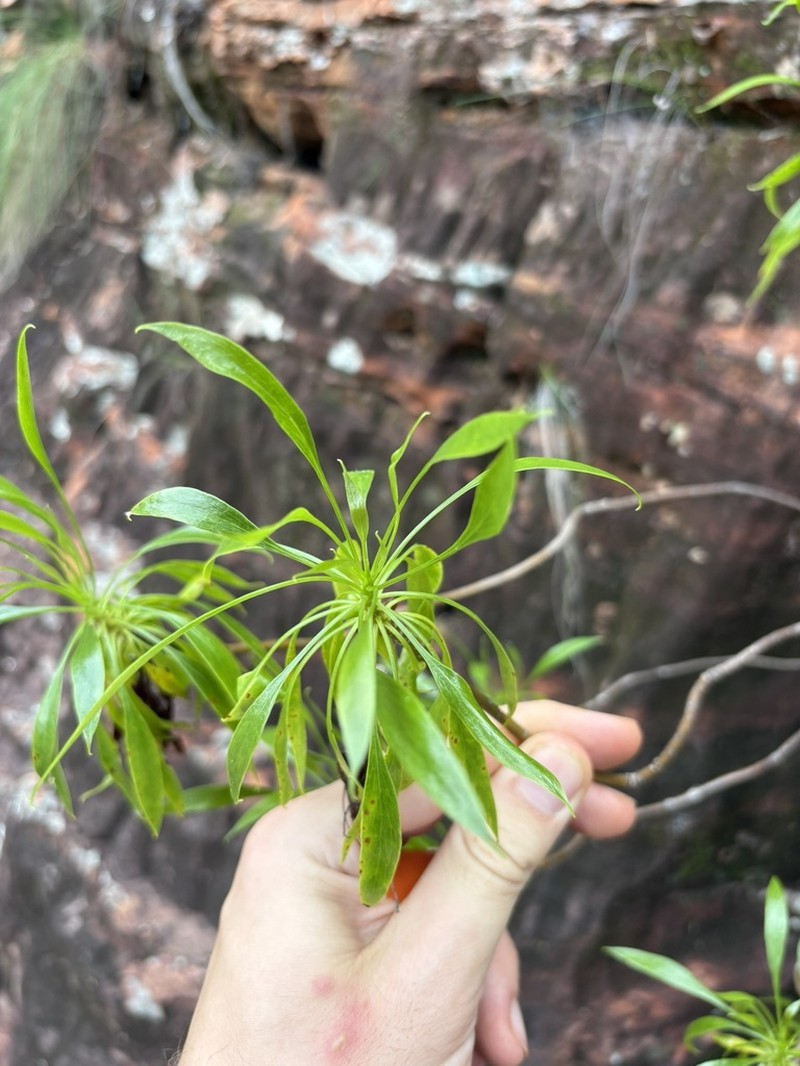 Platysace saxatilis photo 4