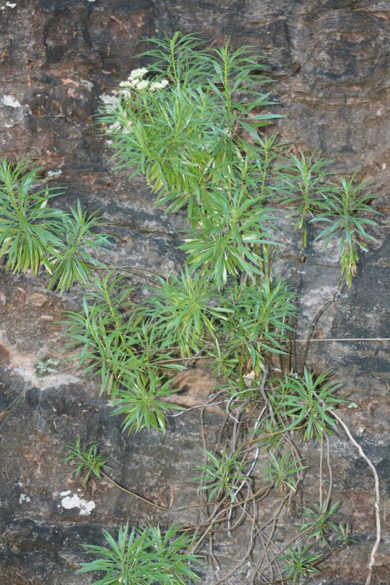 Platysace saxatilis photo 5
