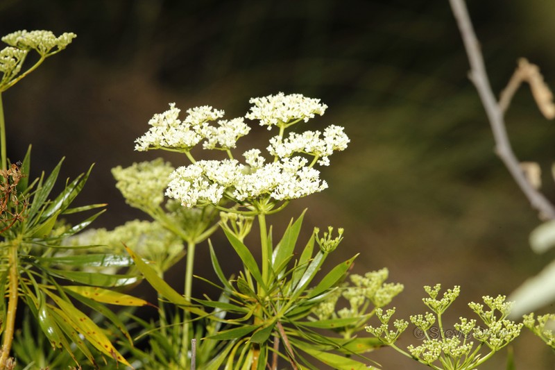 Platysace saxatilis photo 6