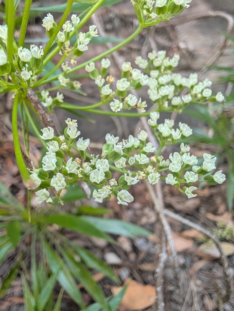 Platysace saxatilis photo 7