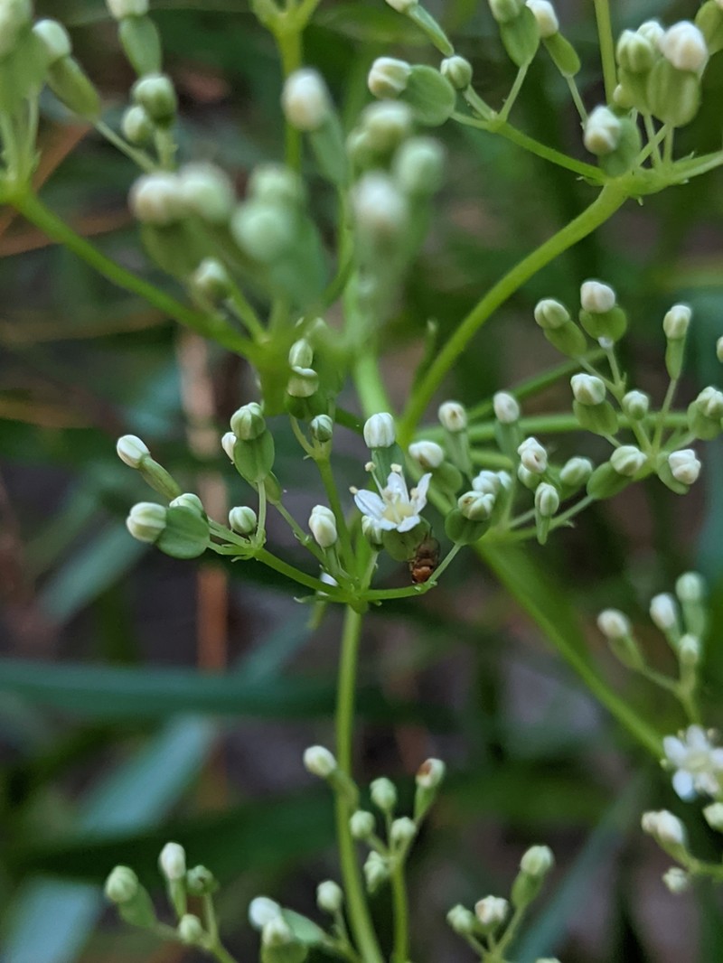 Platysace saxatilis photo 8