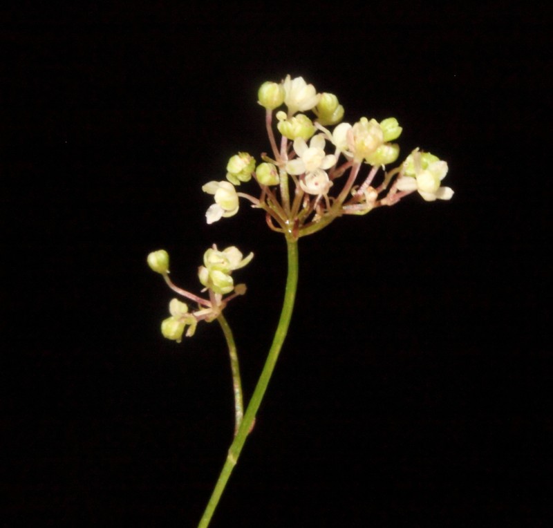 Platysace tenuissima