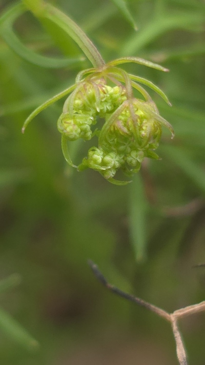 Platysace tenuissima photo 3