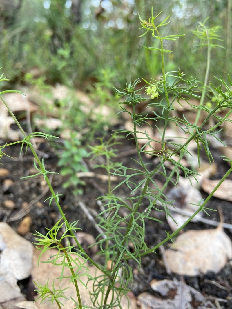 Platysace tenuissima photo 4