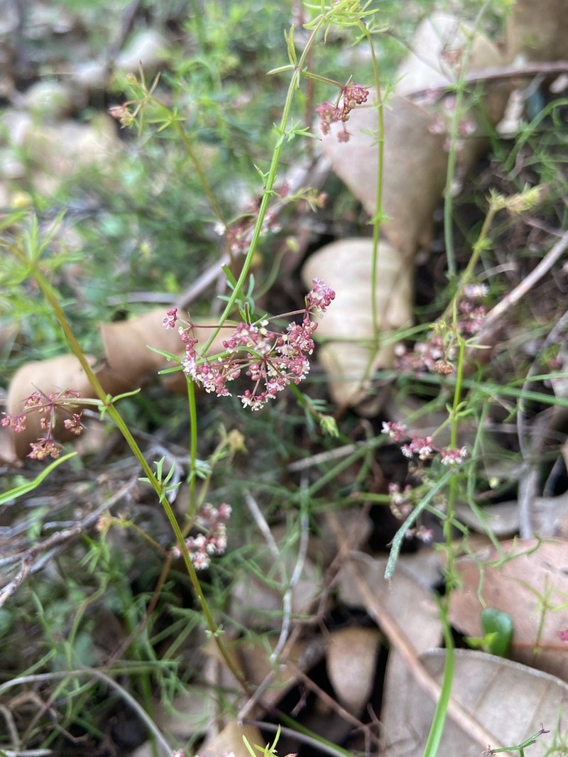 Platysace tenuissima photo 5
