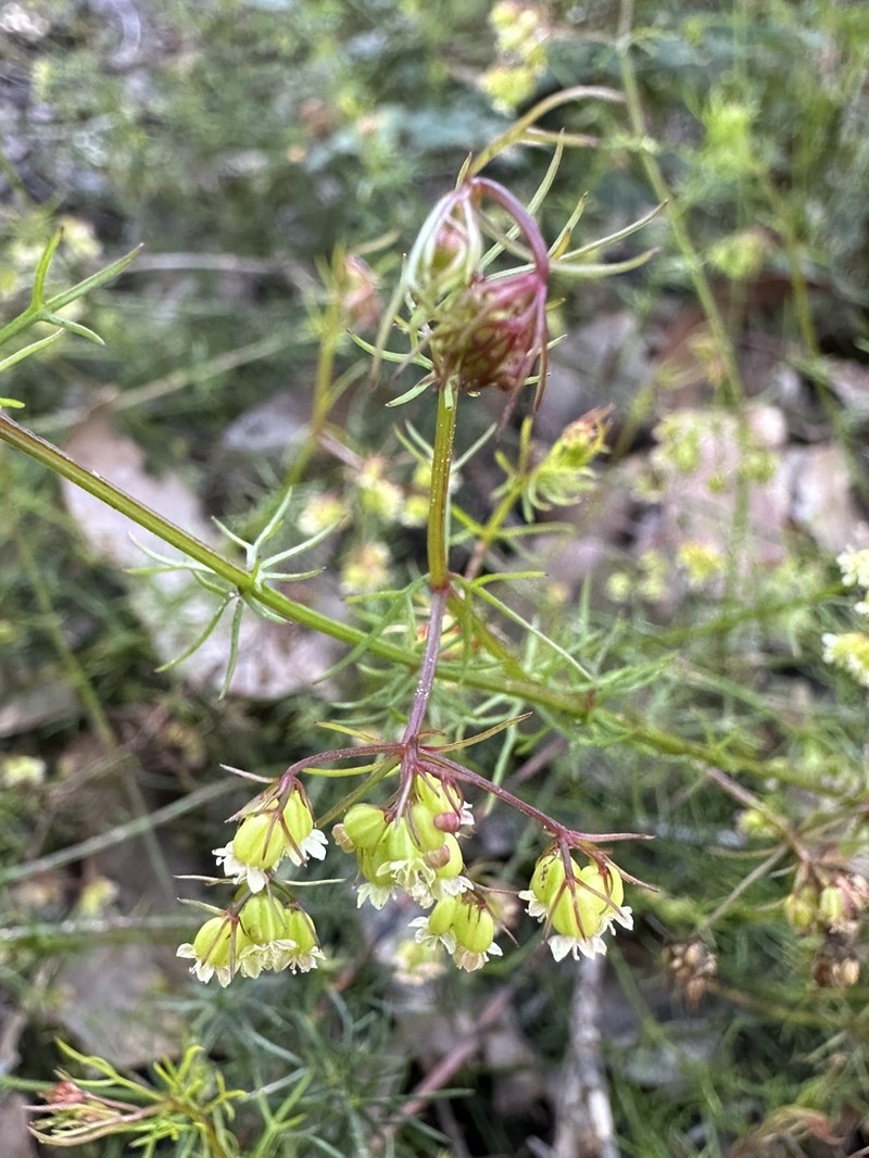 Platysace tenuissima photo 7