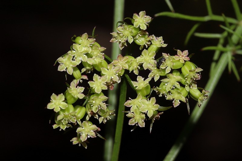 Platysace tenuissima photo 8
