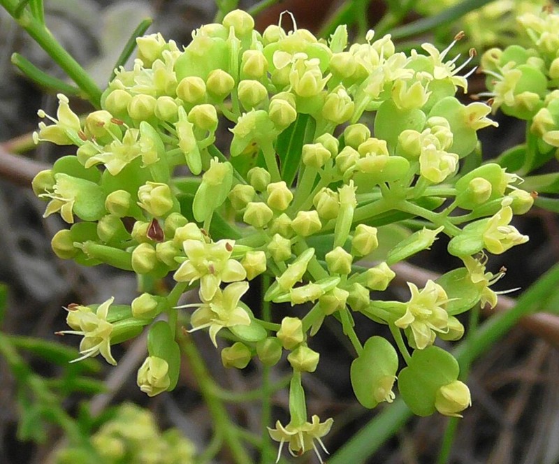 Platysace valida