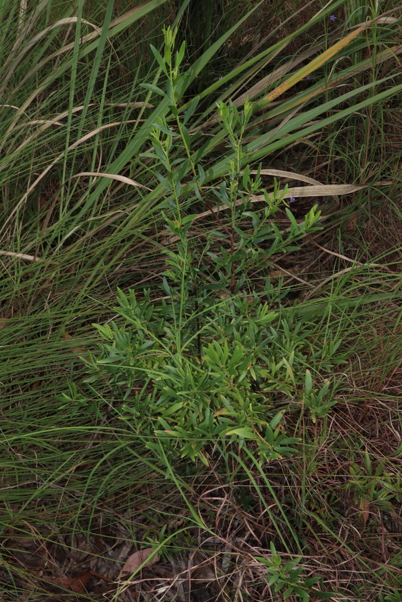 Platysace valida photo 2