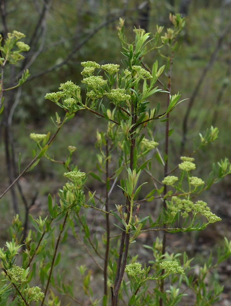 Platysace valida photo 6