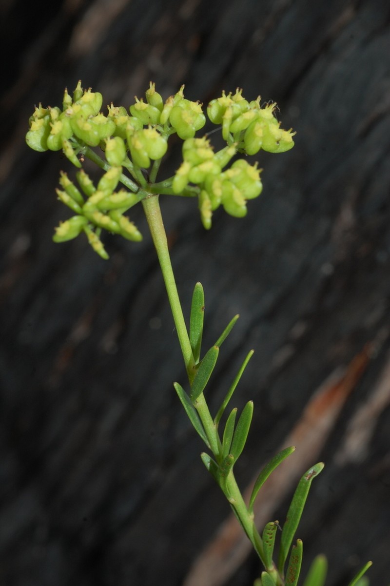 Platysace valida photo 8